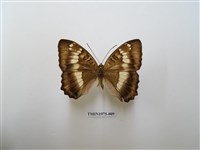 藏品(臺灣翠蛺蝶)的圖片